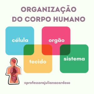 CARTAZES ciências – organização do corpo humano