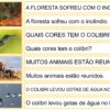 COMBO - FÁBULA - Image 4